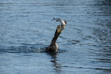 kormoran fisch5