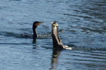 kormoran fisch6