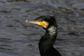 kormoran kopf
