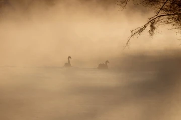 limmat im nebel5