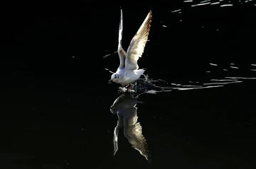 moeve spiegelbild1