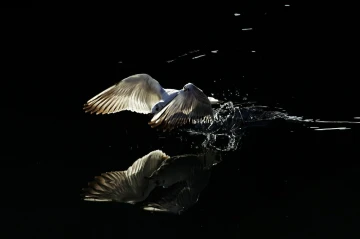 moeve spiegelbild2
