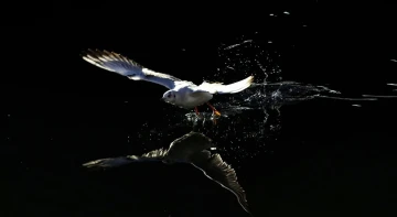 moeve spiegelbild3
