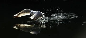 moeve spiegelbild4