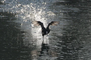 rennhuhn1