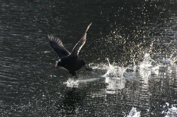 rennhuhn2