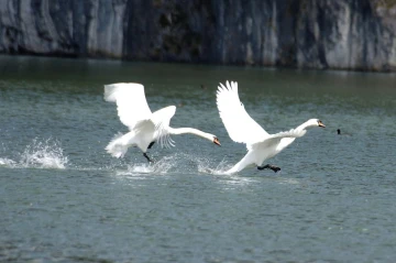 schwan rennen