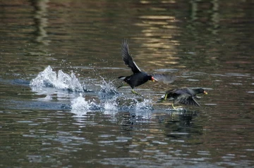 teichhuhn sprint1
