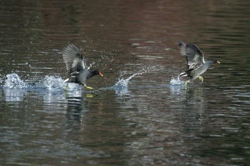 teichhuhn sprint2