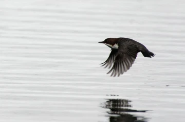 wasseramsel1