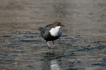 wasseramsel2