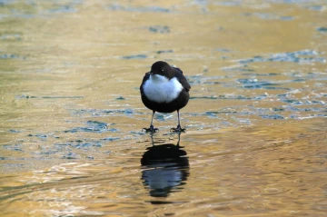 wasseramsel3