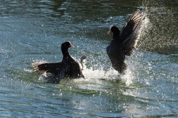 blaesshuehner streiten8