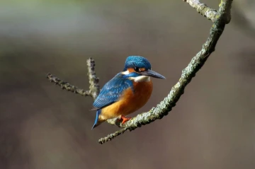 eisvogel 4