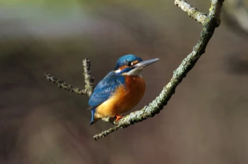 eisvogel 5