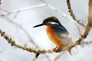 eisvogel licht1