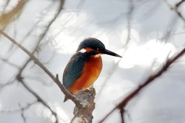 eisvogel licht2