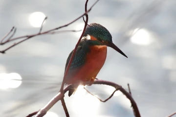 eisvogel licht3