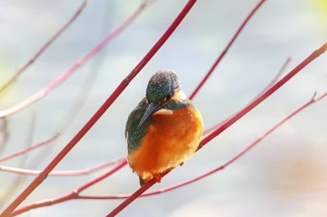 eisvogel licht4