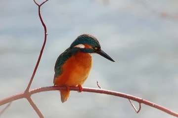 eisvogel licht5
