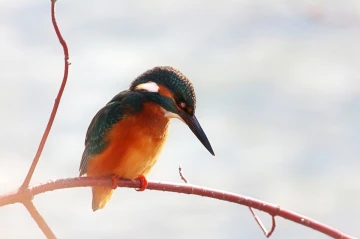 eisvogel licht6