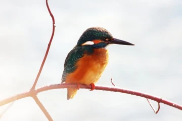 eisvogel licht7