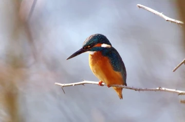 eisvogel licht8