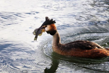 haubentaucher fisch 03
