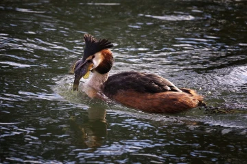 haubentaucher fisch 04