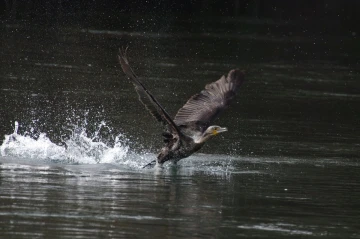 kormoran startet1