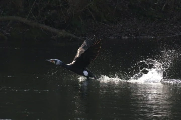 kormoran startet2