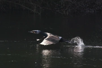 kormoran startet3