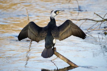 kormoran1