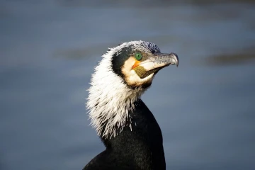 kormoran2