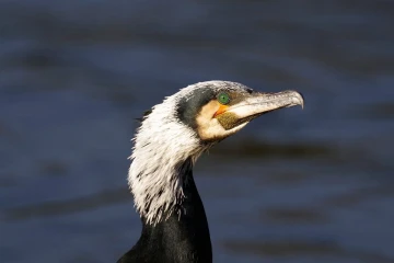 kormoran3