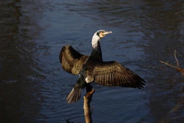 kormoran4