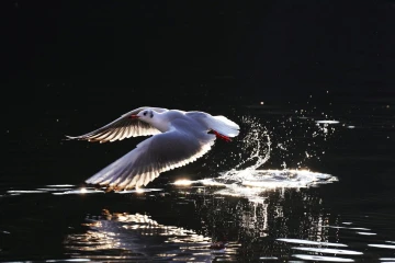 move licht3