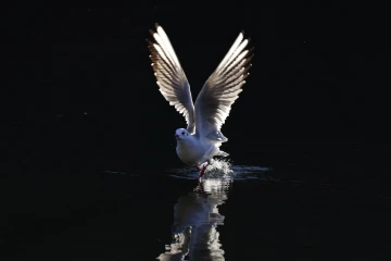 move licht6