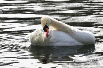 schwan 01