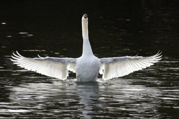 schwan 02