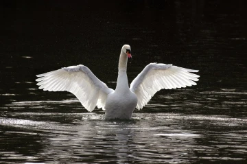 schwan 03