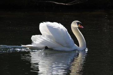 schwan gefieder