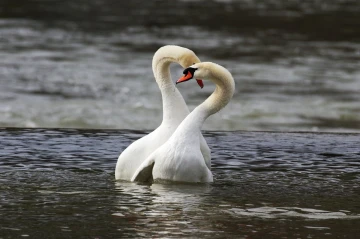 schwan herz1