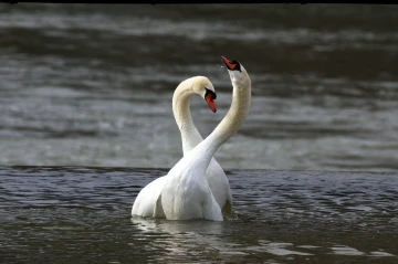 schwan herz2