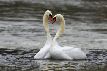 schwan herz3