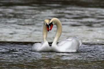 schwan herz4
