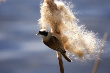 beutelmeise1
