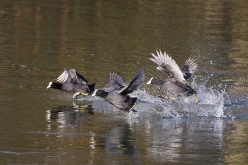 blaesshuehn rennen 1