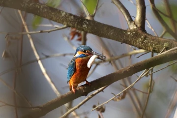 eisvogel fisch1