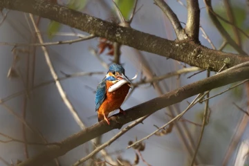 eisvogel fisch2